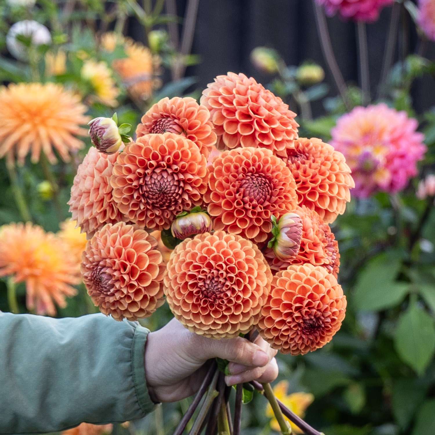 Dahlia 'Cornel Brons'